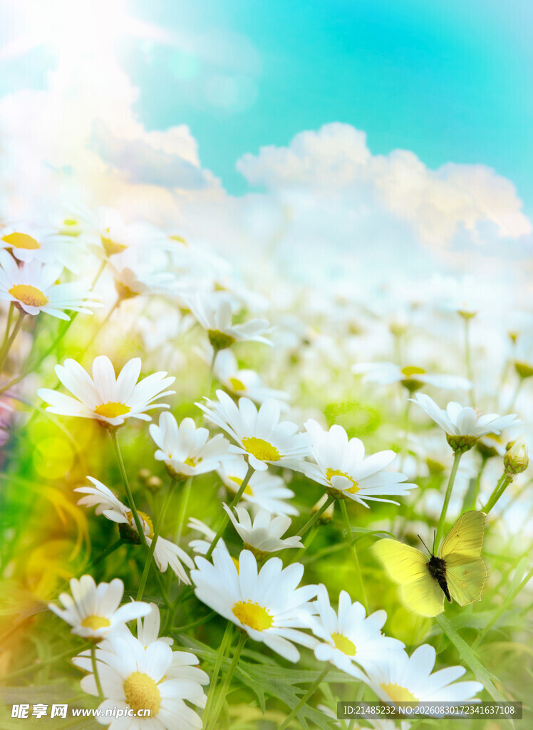 阳光下的雏菊花海