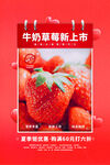 牛奶草莓新鲜上市