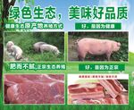 绿色生态猪肉