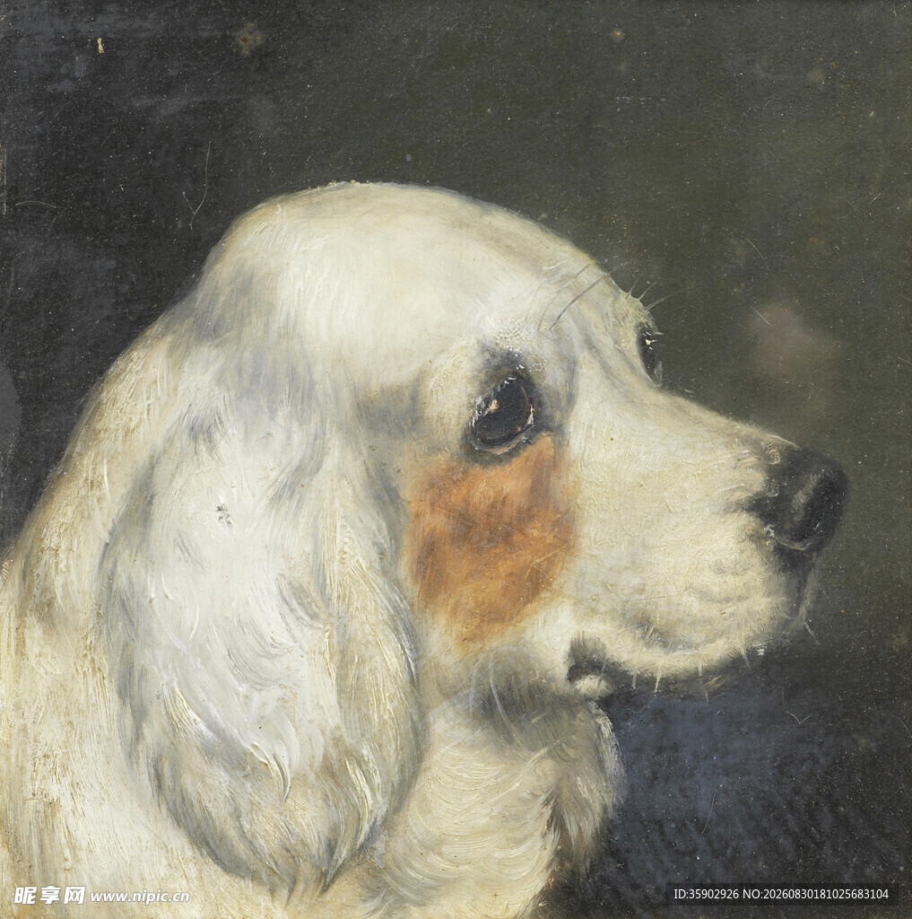 白色长毛犬侧颜特写