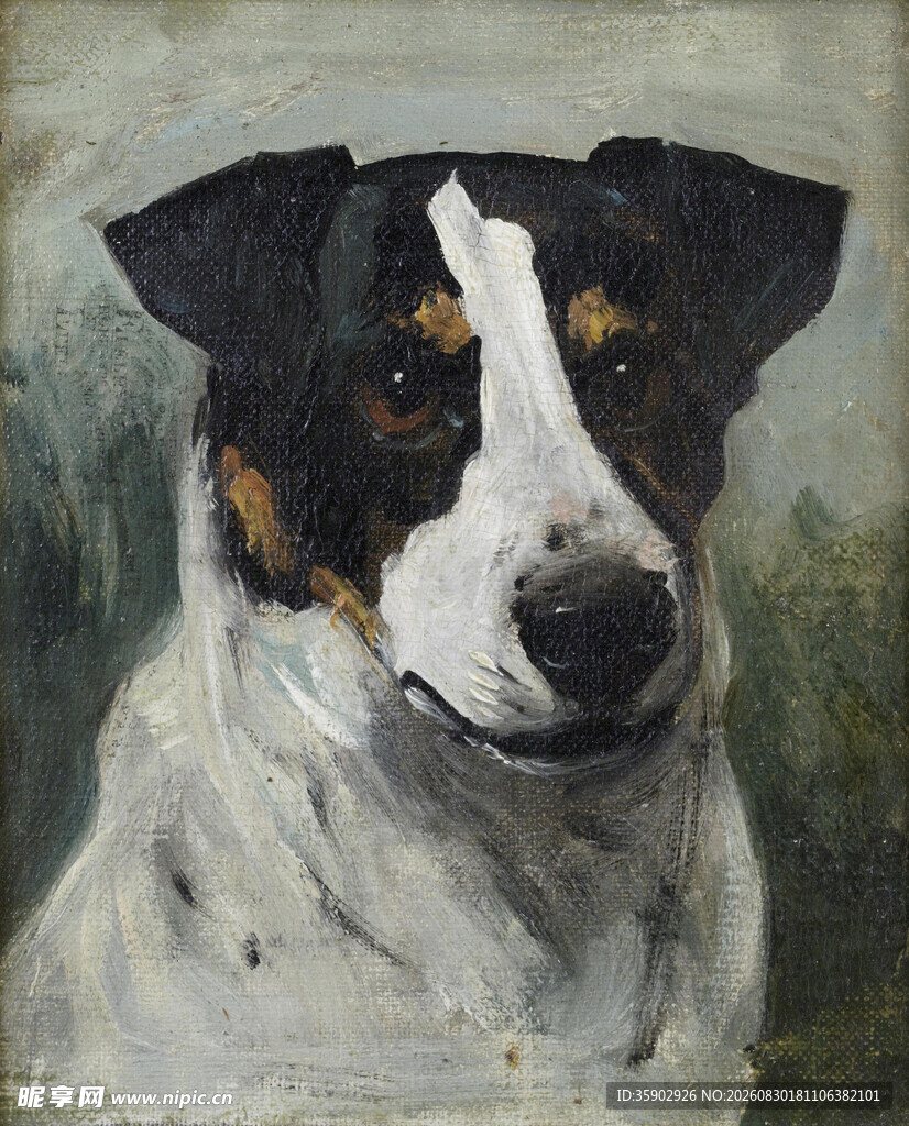 黑白棕三色犬的肖像画