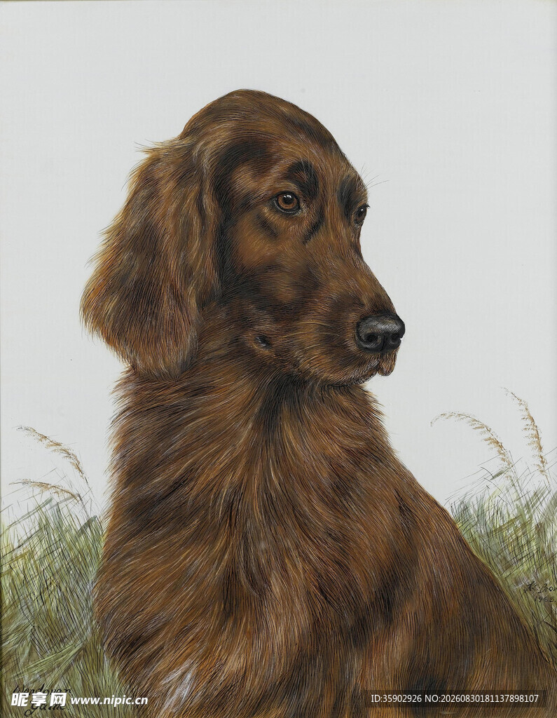 棕色长毛犬的优雅侧影