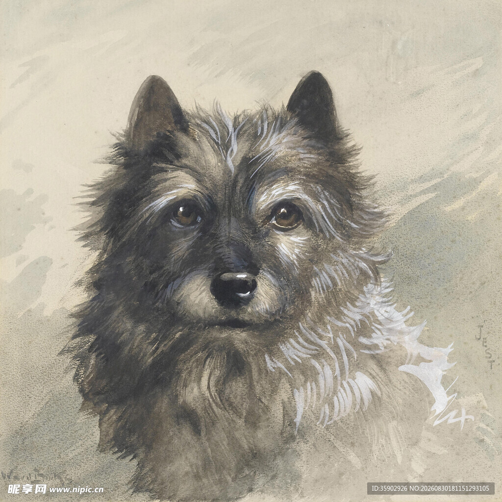 毛茸茸的犬类肖像画