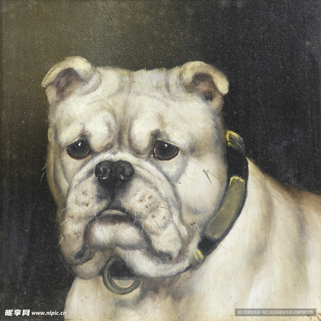 可爱英国斗牛犬肖像画
