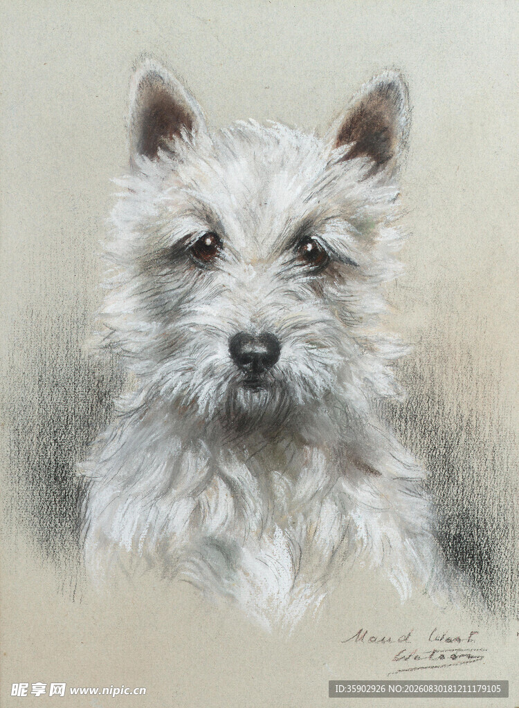 可爱西高地白梗犬绘画