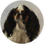 可爱查理士王小猎犬画像