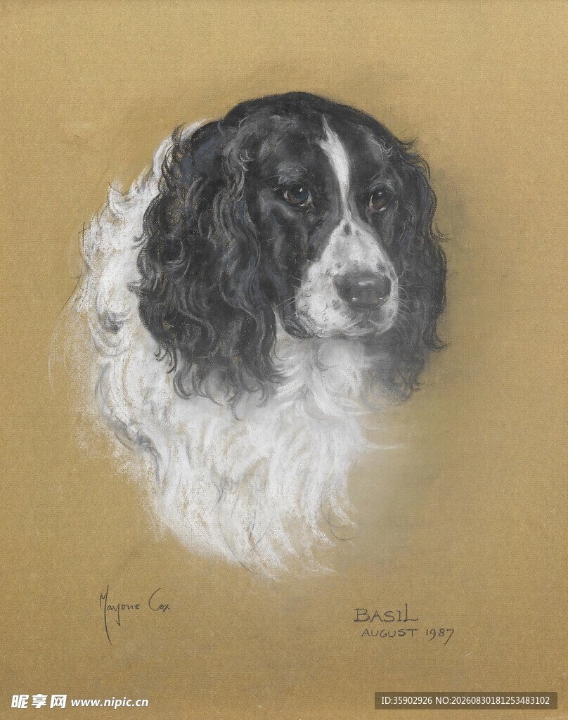 黑白卷毛犬肖像画