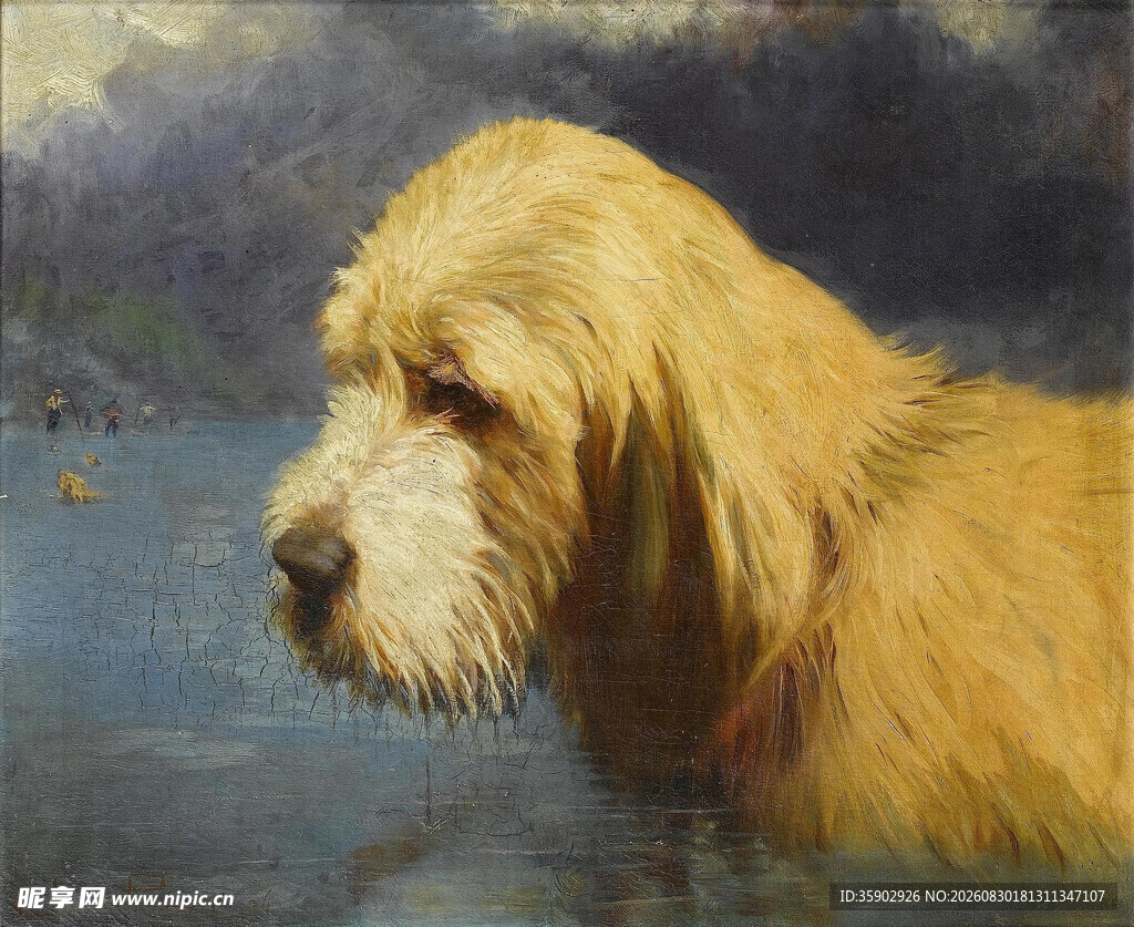 水中的长毛猎犬