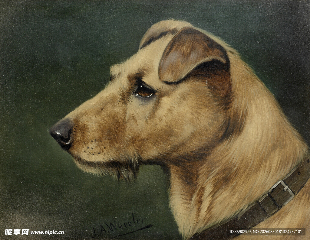 棕色猎犬侧面肖像