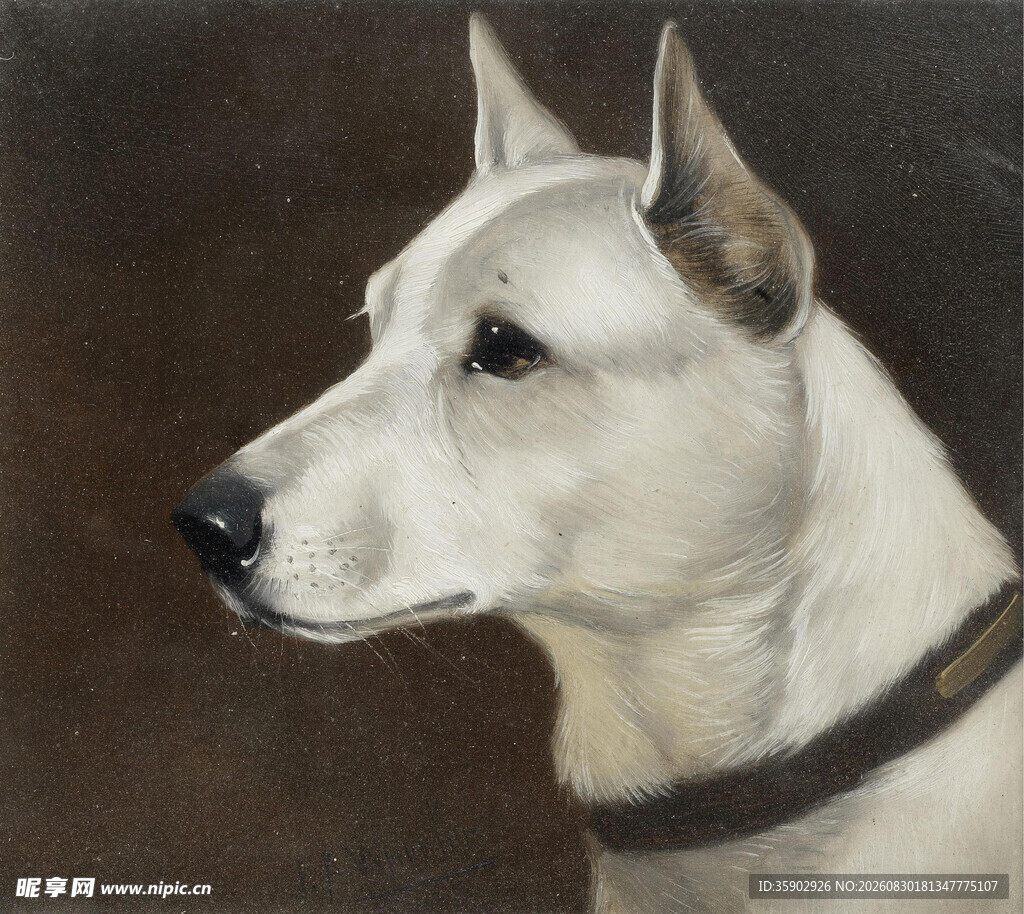 白色犬只侧面肖像