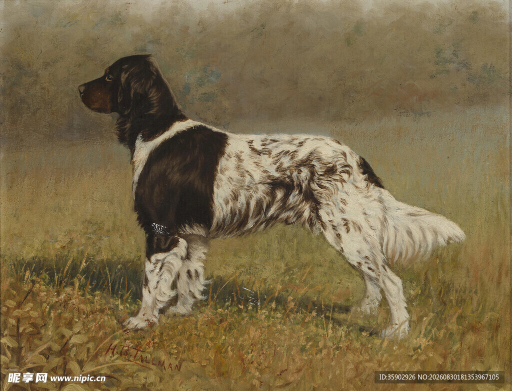 黑白猎犬立于草地