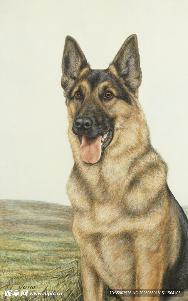 坐立的帅气德国牧羊犬