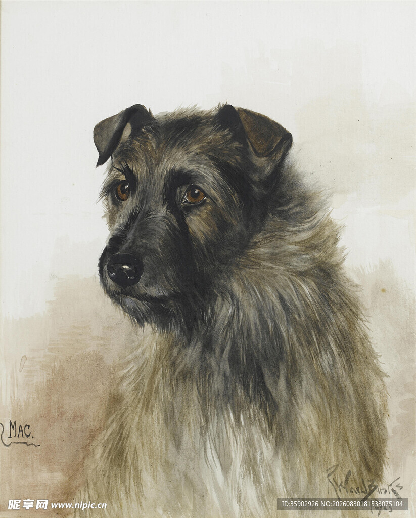 长毛犬肖像画