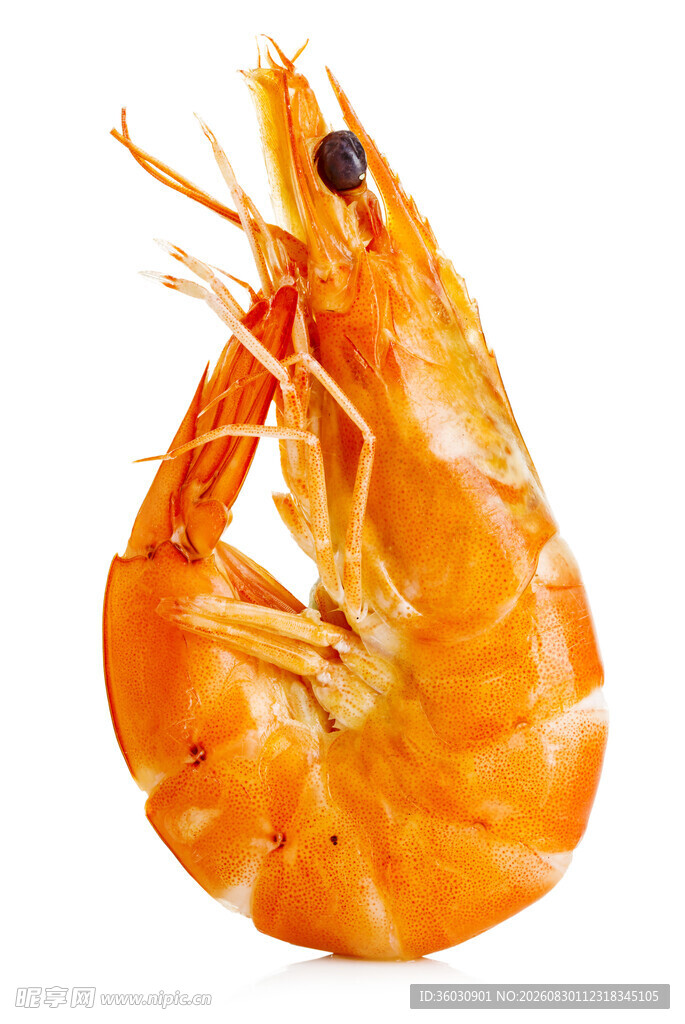 鲜活大虾特写