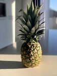 室内摆放的新鲜菠萝