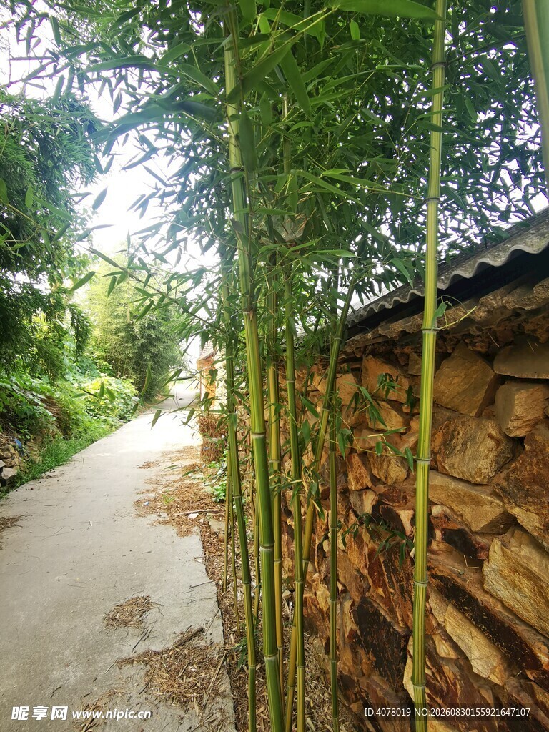 竹林旁的乡村小道