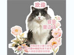 优雅猫咪 