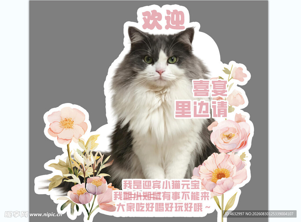 优雅猫咪 