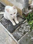 蹲坐的小白猫五台山佛母洞