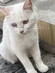 纯白猫咪乖巧坐立 五台山佛母洞