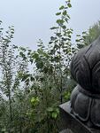 佛像旁的繁茂绿植五台山