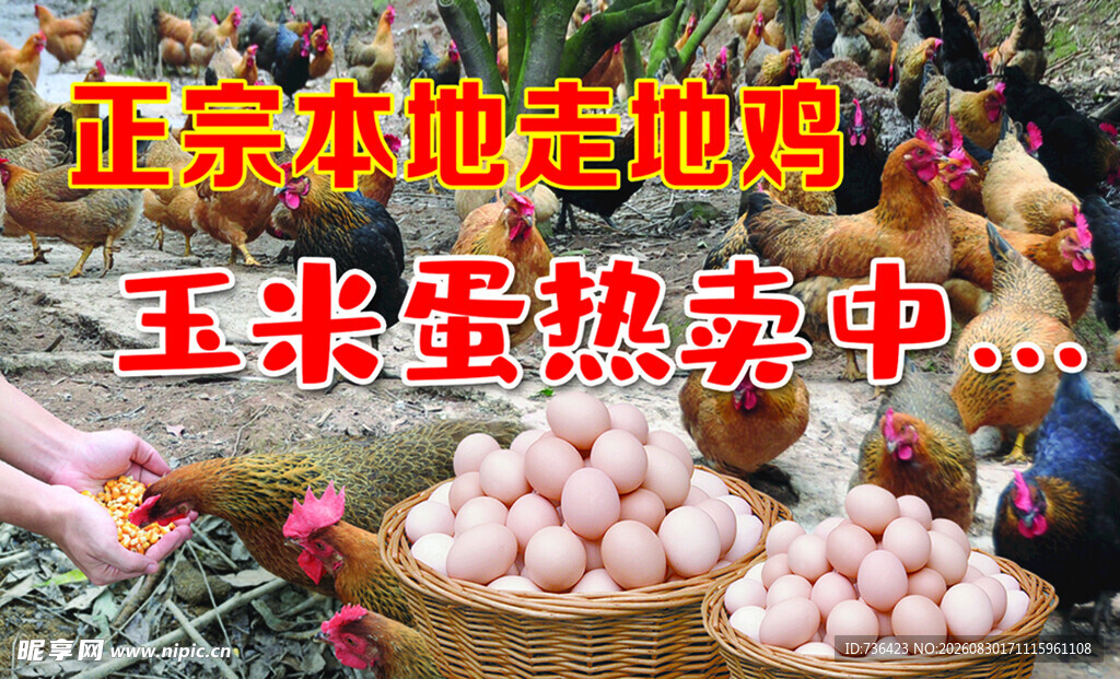 正宗本地走地鸡