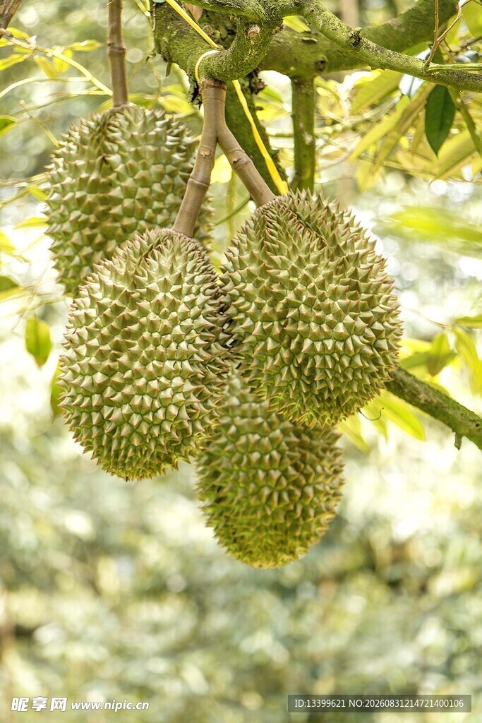 树上的新鲜榴莲果实