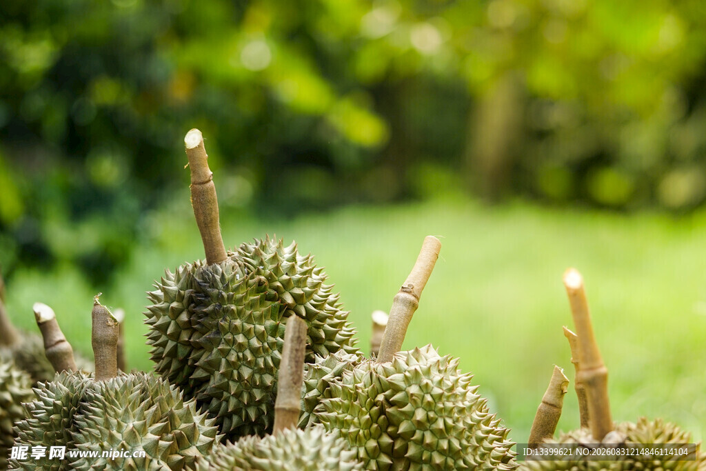 户外摆放的新鲜榴莲果