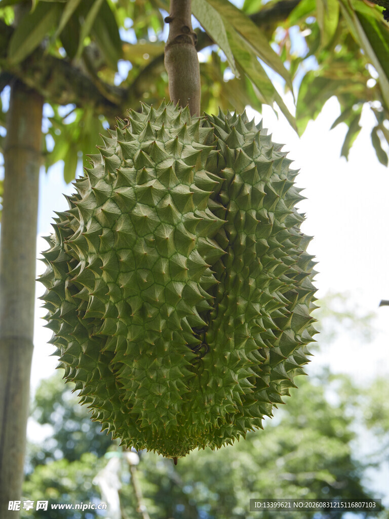 树上的巨大榴莲果实
