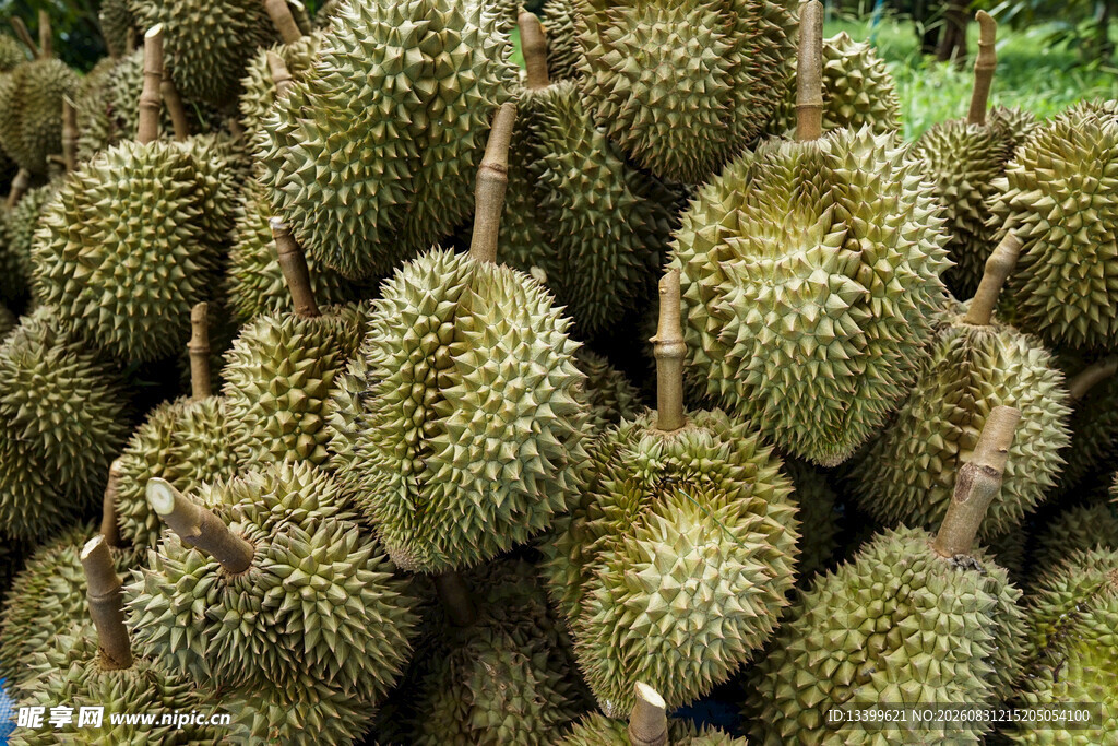 一堆新鲜的榴莲果实
