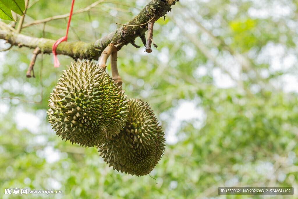 树上悬挂的新鲜榴莲