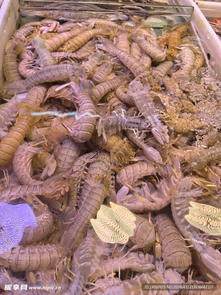 皮皮虾 