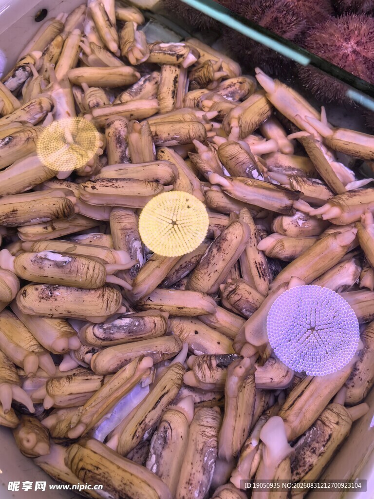 新鲜蛏子待售