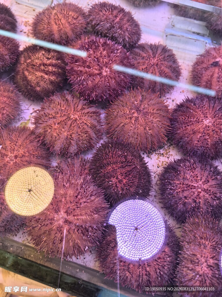 海胆 