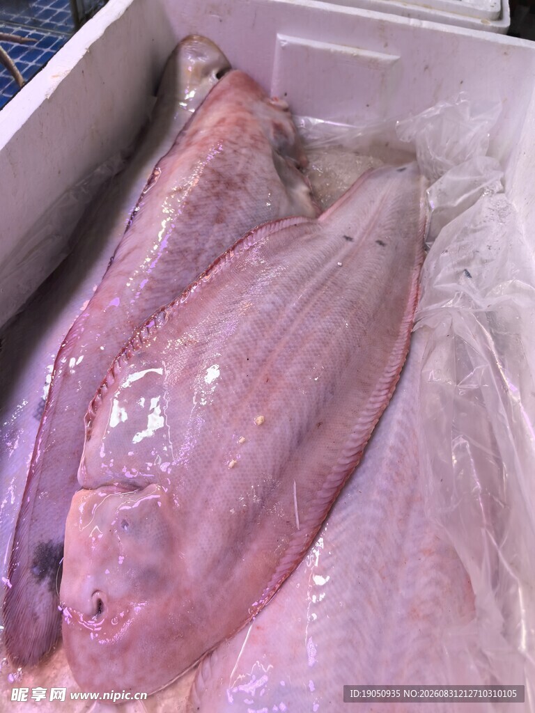 新鲜冷冻海鱼