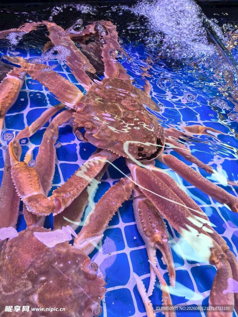 鲜活大螃蟹展示