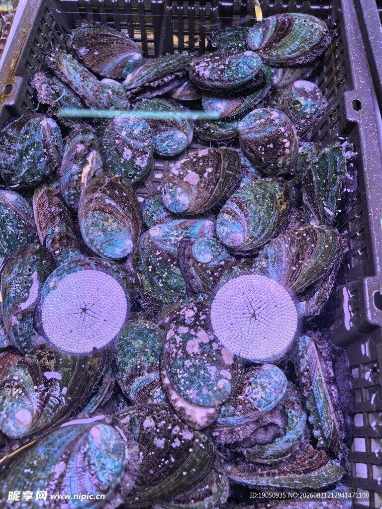 大鲍鱼