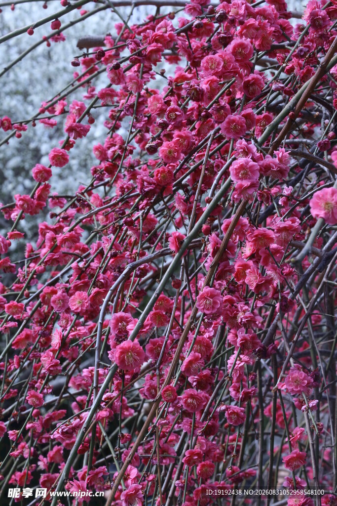 梅花  