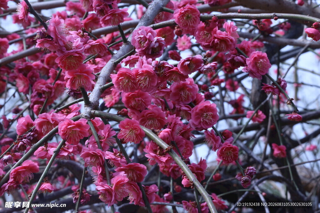 梅花 