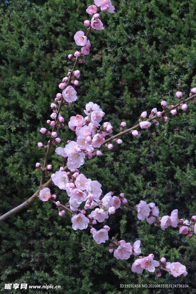 榆叶梅  