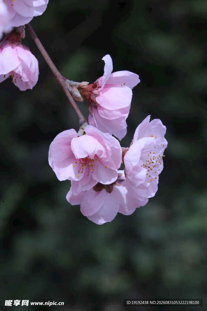 榆叶梅 