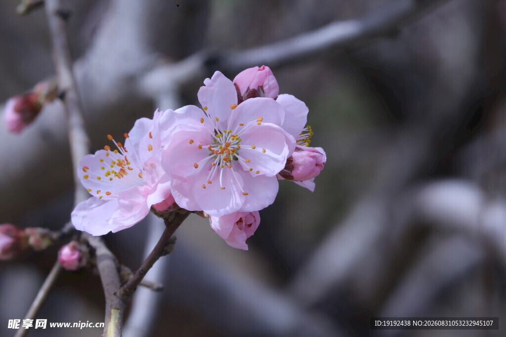 碧桃花  