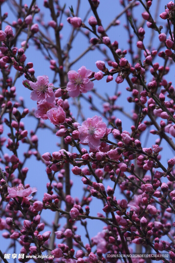 桃花  