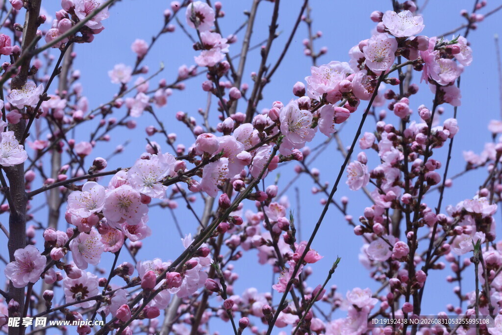 碧桃花 