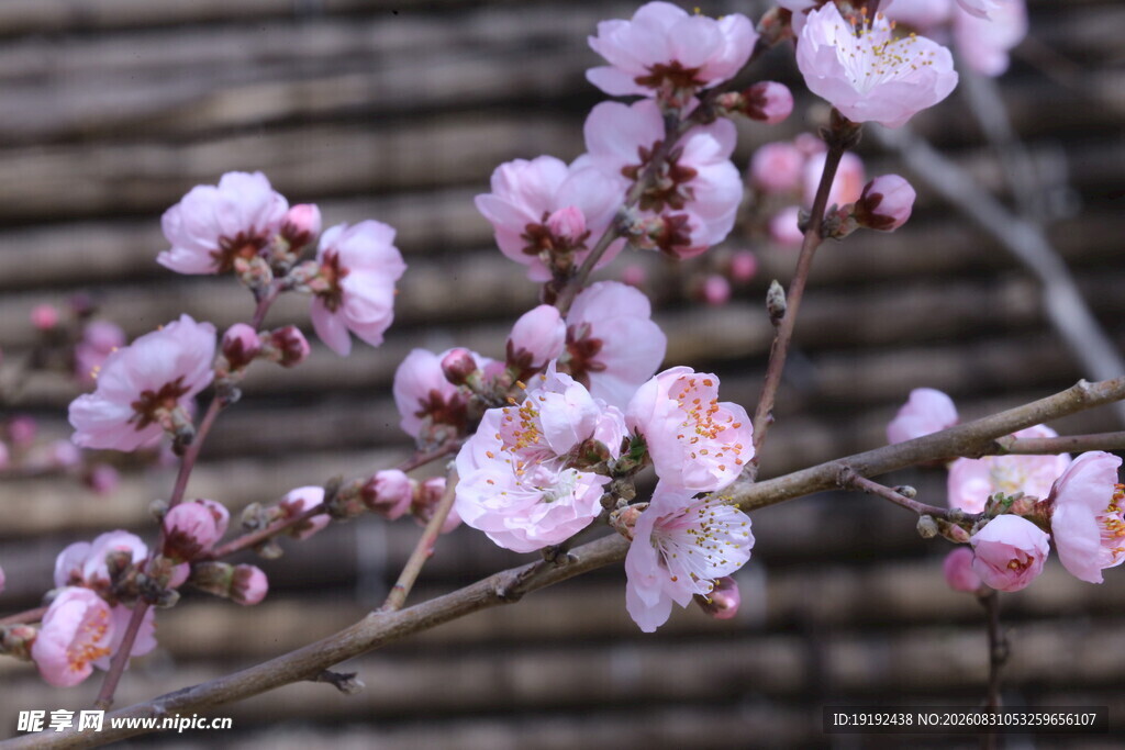 碧桃花 