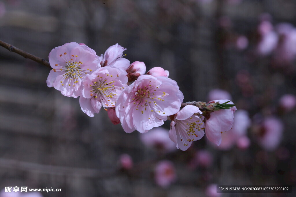 碧桃花  