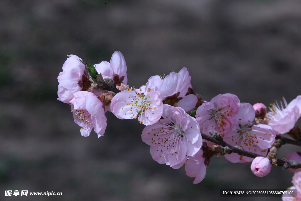 碧桃花 