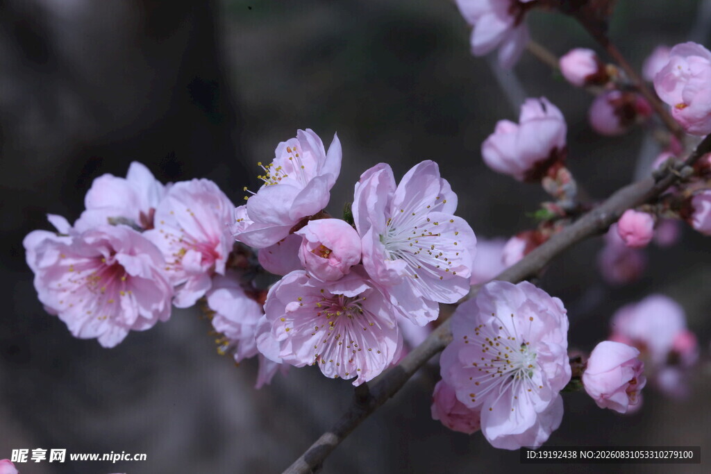 碧桃花  
