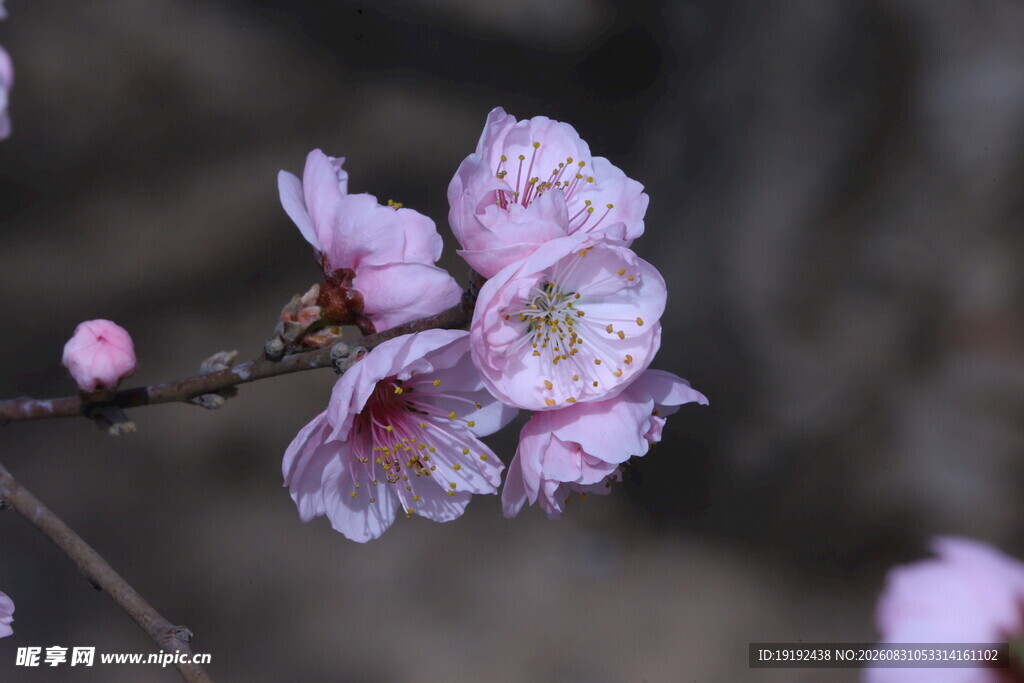 碧桃花  