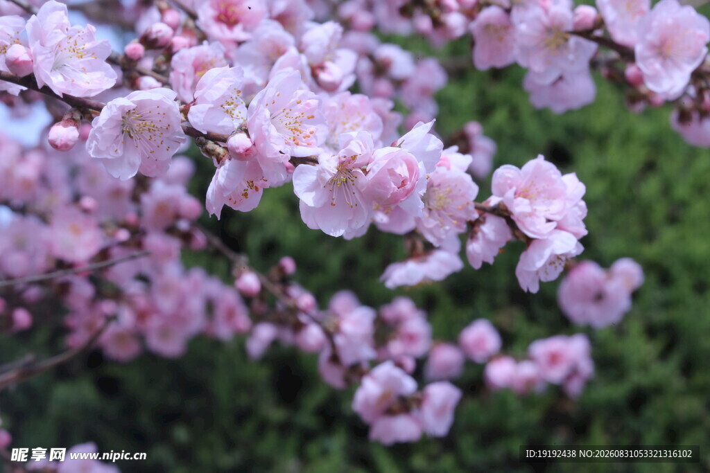 碧桃花  